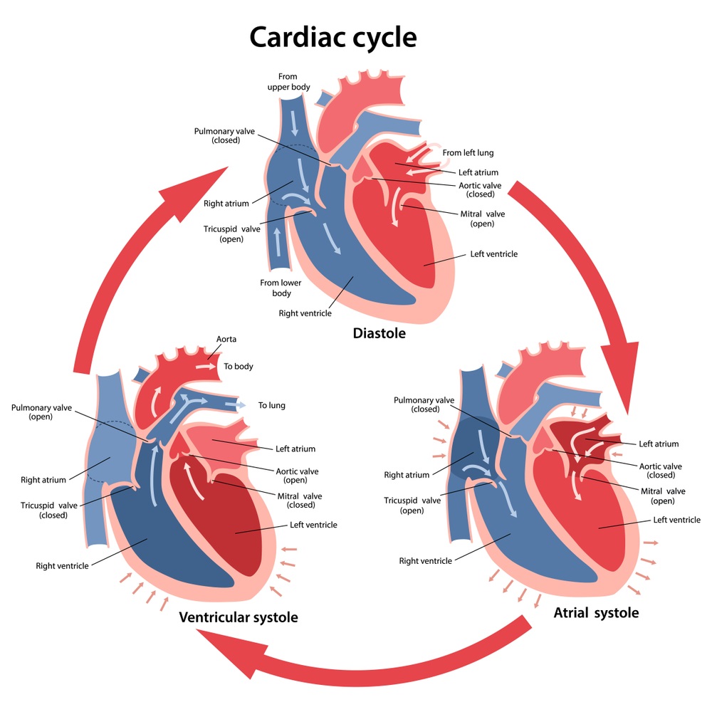 Cardiac cycle image